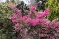 Loropetalum chinense, fire dance. The Redflower Loropetalum in the park. Botanical collection, pink flowers of Loropetalum