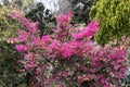 Loropetalum chinense, fire dance. The Redflower Loropetalum in the park. Botanical collection, pink flowers of Loropetalum