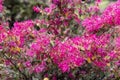 Loropetalum chinense, fire dance. The Redflower Loropetalum in the park. Botanical collection, pink flowers of Loropetalum Royalty Free Stock Photo