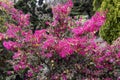 Loropetalum chinense, fire dance. The Redflower Loropetalum in the park. Botanical collection, pink flowers of Loropetalum