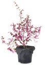 Loropetalum chinense in studio