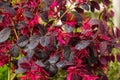 Loropetalum Chinense Royalty Free Stock Photo