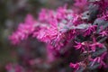 The Loropetalum chinense rubrum, China Pink in the park Royalty Free Stock Photo