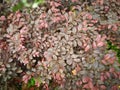 Loropetalum chinense var.rubrum