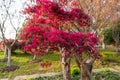 Loropetalum chinense var.rubrum at outdoors