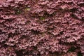 Loropetalum chinese var.rubra