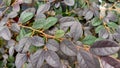 Loropetalum shrub ornamental plants have more than one color leaf color on one stalk