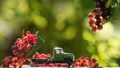 Lorry with grapes. Agriculture concept.