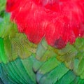 Lory Keet feather Royalty Free Stock Photo