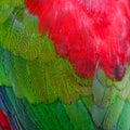 Lory Keet feather Royalty Free Stock Photo