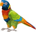 Lory Parrot Royalty Free Stock Photo