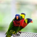 Lory parrot Royalty Free Stock Photo