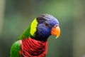 Lory Royalty Free Stock Photo