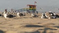 LOS ANGELES CA USA - 16 NOV 2019: California summertime Venice beach aesthetic. Sea gulls on sunny california coast, iconic retro