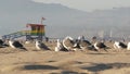 LOS ANGELES CA USA - 16 NOV 2019: California summertime Venice beach aesthetic. Sea gulls on sunny california coast, iconic retro