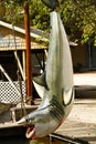 The studio tram tour visits Bruce the shark from JAWS