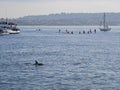 Close up shot of dolphin swimming and ships nearby Royalty Free Stock Photo