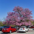 Sunny view of the beautiful Silk Floss Tree blossom at Descanso Garden