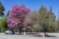 Sunny view of the beautiful Silk Floss Tree blossom at Descanso Garden