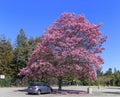 Sunny view of the beautiful Silk Floss Tree blossom at Descanso Garden