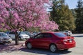 Sunny view of the beautiful Silk Floss Tree blossom at Descanso Garden