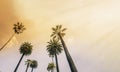 Los Angeles, West Coast Palm Tree Sunshine Royalty Free Stock Photo