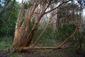 Los Arrayanes National Park