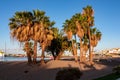 Los Cristianos - Palm trees during sunset on the promenade Avenida Juan Alfonso Batista next to beach Playa de los Cristianos