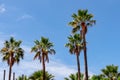 Los Gigantes - Group of big palm trees in summer with blue sky background on Tenerife, Canary Islands, Spain. Royalty Free Stock Photo