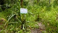 Los jardines de Mandor, Machupicchu Pueblo, Peru Royalty Free Stock Photo