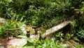 Los jardines de Mandor, Machupicchu Pueblo, Peru Royalty Free Stock Photo