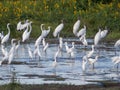 Los llanos de Apure