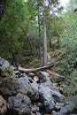 Los padres national forest redwood grove big sur california - fallen tree makes bridge across canyon Royalty Free Stock Photo