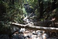 Los padres national forest redwood grove big sur california - fallen tree makes bridge across canyon