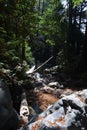 Los padres national forest redwood grove big sur california - fallen tree makes bridge across creek Royalty Free Stock Photo