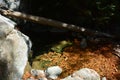 Los padres national forest redwood grove big sur california - fallen tree makes bridge across creek Royalty Free Stock Photo