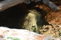 Los padres national forest redwood grove big sur california - fallen tree makes bridge across creek Royalty Free Stock Photo