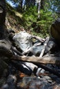 Los padres national forest redwood grove big sur california - fallen tree makes bridge across creek Royalty Free Stock Photo