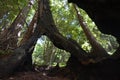 Los padres national forest redwood grove big sur california