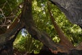 Los padres national forest redwood grove big sur california