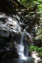 Los padres national forest redwood grove big sur california