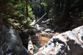 Los padres national forest redwood grove big sur california - fallen tree makes bridge across creek Royalty Free Stock Photo