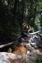 Los padres national forest redwood grove big sur california - fallen tree makes bridge across creek Royalty Free Stock Photo