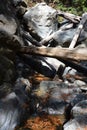 Los padres national forest redwood grove big sur california - fallen tree makes bridge across creek Royalty Free Stock Photo