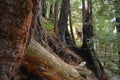 Los padres national forest redwood grove big sur california Royalty Free Stock Photo