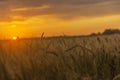 Los rayos de sol abrazan el trigo. Royalty Free Stock Photo