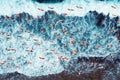 Los Roques, Caribbean Beach: Flamingos flying on the beach.