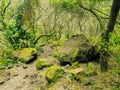 Los Tilos Forest, La Palma