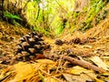 Los Tilos Forest, La Palma