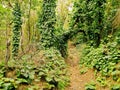 Los Tilos Forest, La Palma